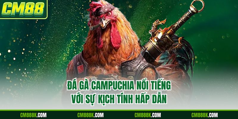Đá gà Campuchia nổi tiếng với sự kịch tính hấp dẫn