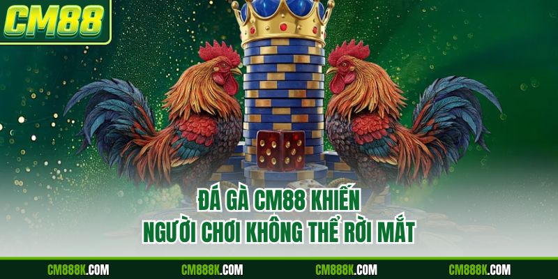 Đá gà CM88 khiến người chơi không thể rời mắt