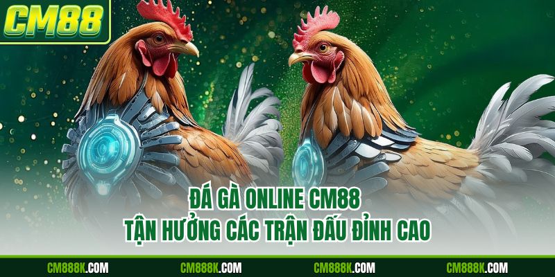 Đá Gà Online CM88 - Tận Hưởng Các Trận Đấu Đỉnh Cao