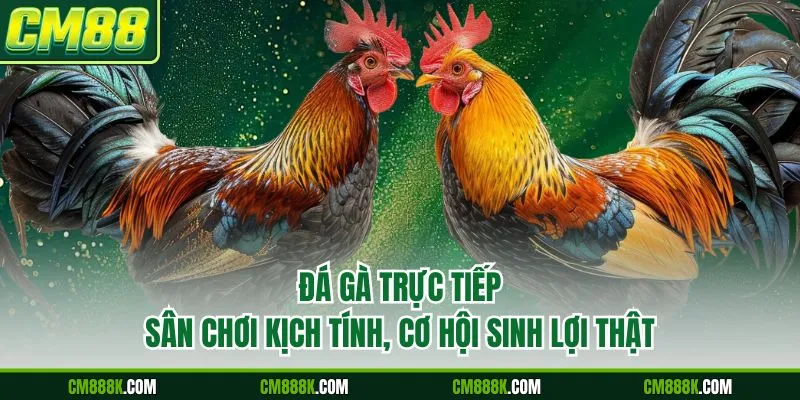 Đá Gà Trực Tiếp – Sân Chơi Kịch Tính, Cơ Hội Sinh Lợi Thật