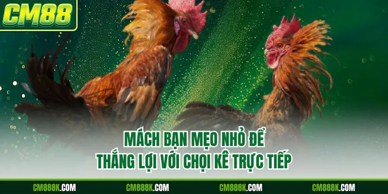 Mách bạn mẹo nhỏ để thắng lợi với chọi kê trực tiếp