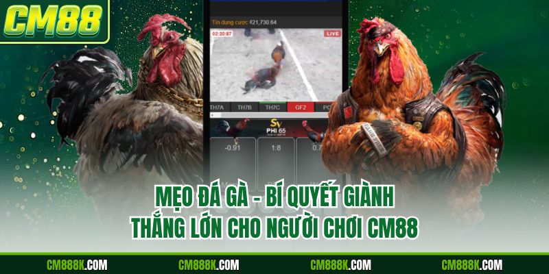 Mẹo Đá Gà - Bí Quyết Giành Thắng Lớn Cho Người Chơi CM88