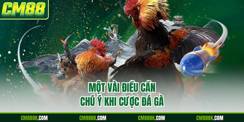 Một vài điều cần chú ý khi cược đá gà